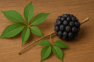 Eleutherococcus – Ein umfassender Blick auf die Taigawurzel als Heilpflanze