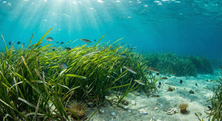 Seegras-Pektin zur Schwermetall-Entgiftung: Eine natürliche Methode für mehr Wohlbefinden